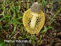 Phallus indusiatus-amf2112
